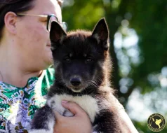 Sibiřský husky s PP