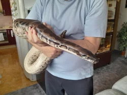 Python curtus curtus