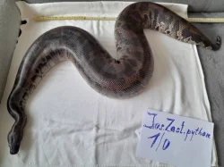 Python curtus curtus