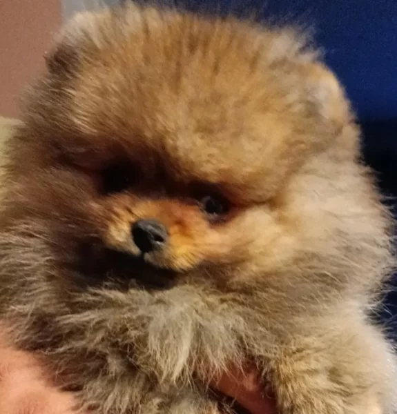 Pomeranian