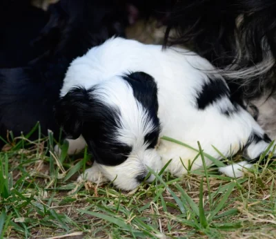 Havanský psík s PP