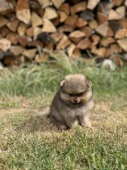 Pomeranian