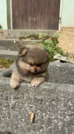 Pomeranian