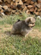 Pomeranian