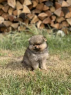 Pomeranian