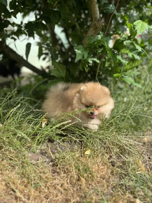 Pomeranian