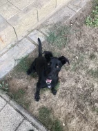 daruji 2,5 letou fenu