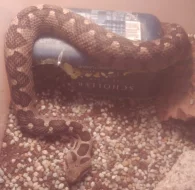 1,0 Montivipera xanthina, 1,0 Calloselasma rhodostoma, NZ18