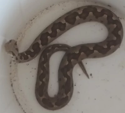 1,0 Montivipera xanthina, 1,0 Calloselasma rhodostoma, NZ18