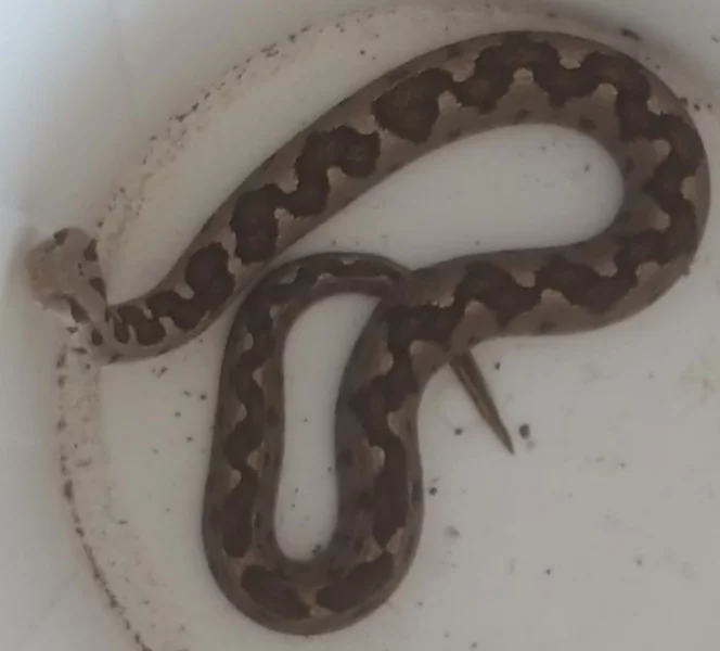 1,0 Montivipera xanthina, 1,0 Calloselasma rhodostoma, NZ18