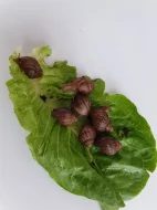 Daruji africké šneky