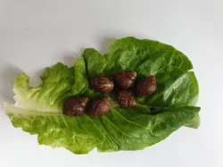 Daruji africké šneky