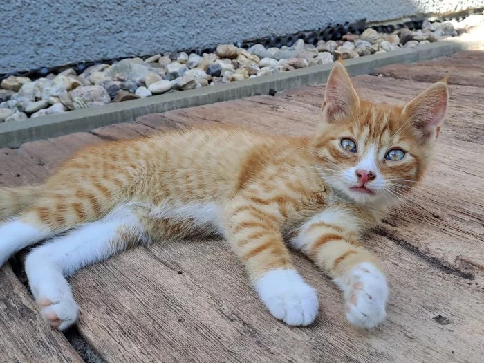 Daruji 3 měs. kocourka