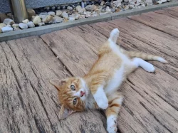 Daruji 3 měs. kocourka