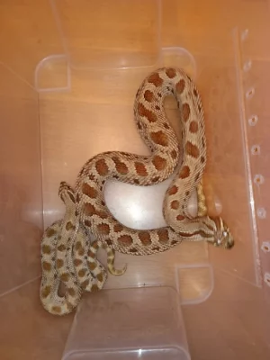 Pár Heterodon nasicus Anaconda DH, NZ 2022