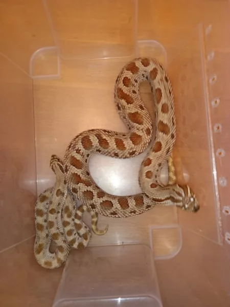 Pár Heterodon nasicus Anaconda DH, NZ 2022