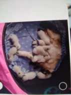 Prodám koťátka plemene Ragdoll bez PP