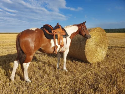 6-ti letá klisna Paint horse