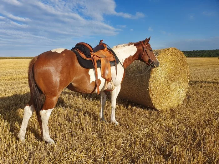 6-ti letá klisna Paint horse