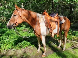 6-ti letá klisna Paint horse