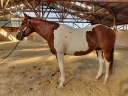 6-ti letá klisna Paint horse