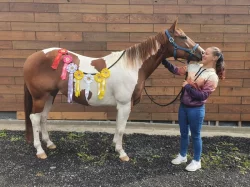 6-ti letá klisna Paint horse