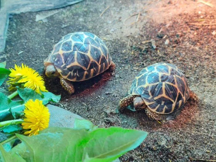 Želva hvězdnatá