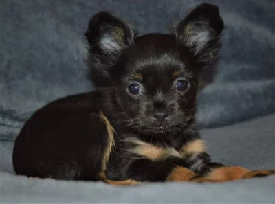 Ruský Toy teriér - štěně s PP