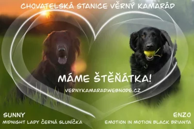 Flat coated retrívr - štěňata s PP