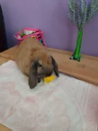 Zakrslý králíček beránek durynský