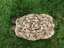 Geochelone pardalis