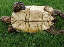 Geochelone pardalis
