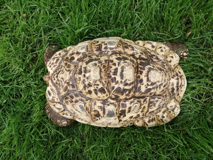 Geochelone pardalis