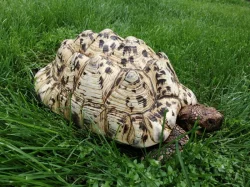 Geochelone pardalis