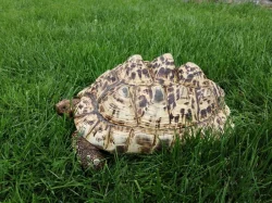 Geochelone pardalis