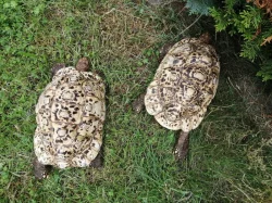 Geochelone pardalis