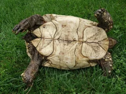 Geochelone pardalis