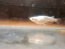 Oryzias latipes