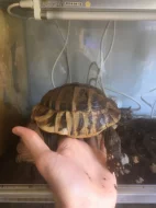 Želva zelenavá (Testudo hermanni) s CITES - DARUJI