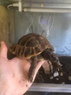 Želva zelenavá (Testudo hermanni) s CITES - DARUJI