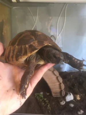 Želva zelenavá (Testudo hermanni) s CITES - DARUJI