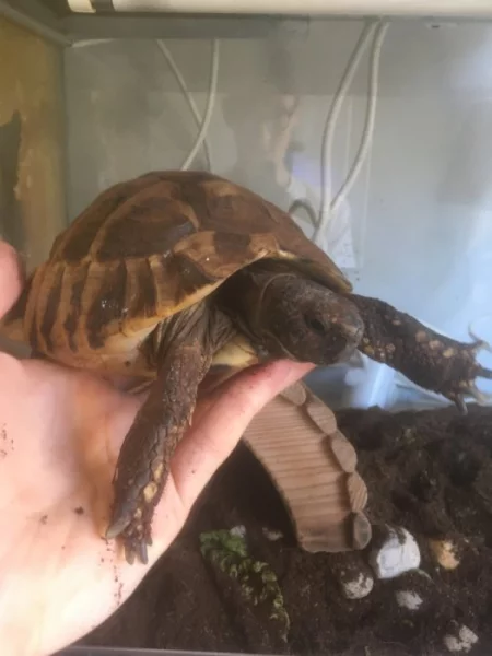 Želva zelenavá (Testudo hermanni) s CITES - DARUJI