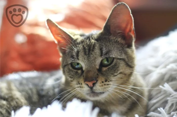 Maiya - tulivá kočka bez PP