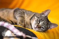 Maiya - tulivá kočka bez PP