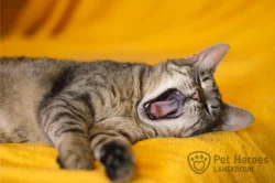 Maiya - tulivá kočka bez PP