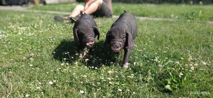 Čínské klapouche prasátka