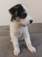 Kříženci ( canan - sib.husky )