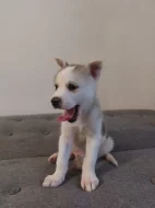 Kříženci ( canan - sib.husky )