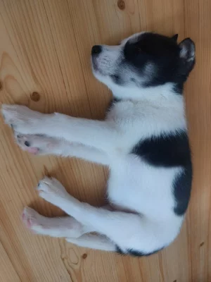 Kříženci ( canan - sib.husky )