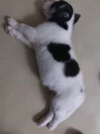 Kříženci ( canan - sib.husky )